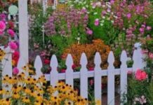 Посадіть ці квіти биля будинку: вони захистять від бід та лихого ока