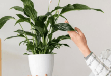 Цю помилку допускають більшість квітникарів: як правильно саджати кімнатні рослини