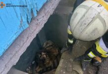В Дніпрі рятувальники визволили з пастки песика