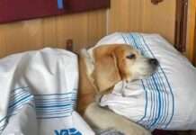 Укрзалізниця напрацює нові правила перевезення тварин у поїздах