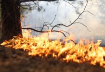 Понад 800 пожеж з початку року: на Дніпропетровщині почастішали випадки займань в екосистемах