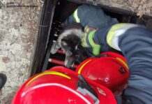 У Дніпрі рятувальники визволили собаку, яка впала в покинутий комунікаційний колектор