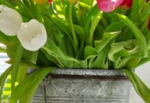 Як зберегти букет тюльпанів свіжим надовго: 5 простих правил догляду за квітами