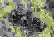 РФ за добу втратила 20 танків, понад 700 солдатів та 30 артсистем – Генштаб ЗСУ