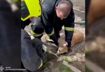 На пожежі в Індустріальному районі Дніпра вогнеборці врятували собаку