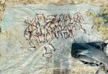 Незаконний вилов риби більше ніж на 160 тисяч гривень: на Нікопольщині затримали 53-річного браконьєра