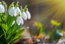 В Україну йде антициклон Peter: як зміниться погода