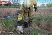 Загруз у багні: у Синельніковському районі надзвичайники врятували собаку