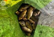 Виловлював рибу сіткою під час нерестової заборони — у Дніпровському районі виявили порушника