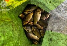 Виловлював рибу сіткою під час нерестової заборони — у Дніпровському рацоні виявили порушника