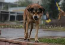 Артеріальна кровотеча та геморагічний шок: у Дніпрі безпритульна собака покусала жінку