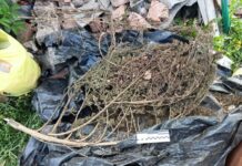 Запорізькі поліцейські вилучили в громадянки понад два кілограми канабісу: подробиці