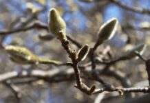 У Києві зафіксували ще два температурні рекорди – метеорологи