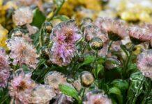 Заморозки і не тільки: синоптики розповіли про погоду у найближчі дні