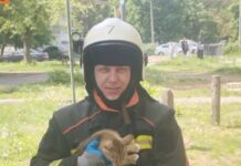 У Запоріжжі врятували кошеня, яке застрягло на дереві