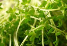 Найздоровіший овоч: науковці назвали продукт, який містить найбільшу кількість корисних речовин