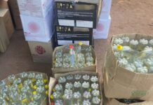 Незаконний обіг тютюну та алкоголю: поліція Кривого Рогу під час обшуку вилучила з магазину нелегальний товар на суму 700 тисяч гривень