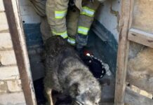 У Запоріжжі співробітники ДСНС врятували песика