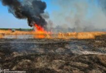 33 загоряння за добу: на Дніпропетровщині продовжують невпинно боротися з пожежами в екосистемах