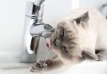 З 27 травня у двох районах Дніпра відключатимуть воду через борги: адреси