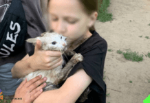 Надзвичайники Запоріжжя врятували котика: подробиці