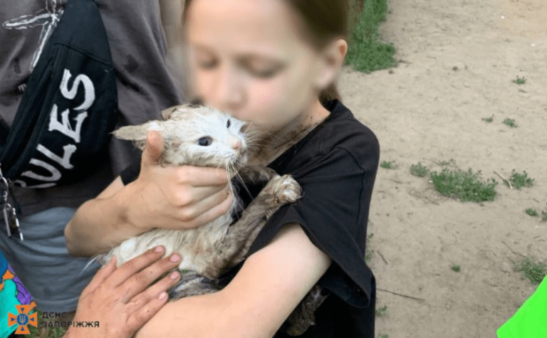 Надзвичайники Запоріжжя врятували котика: подробиці