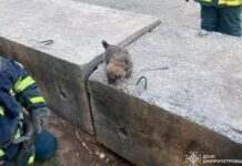 У Тернівці рятувальники дістали цуценя з-під залізобетонної плити