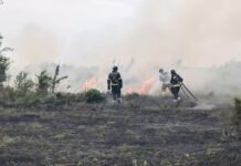 7 пожеж в екосистемах за добу: рятувальники продовжують ліквідувати загоряння