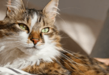 Ветеринар пояснила, чи здатні коти відчувати провину та вибачатися перед господарями