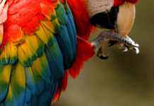 Ще одна країна закрили всі свої державні зоопарки: у чому причина