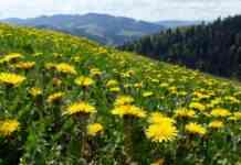 На кордоні з Румунією помітили ведмедів. Прикордонники попередили про небезпеку ухилянтів