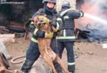 У Нікополі вогнеборці ліквідували пожежу на підприємстві та врятували песика