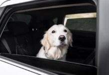 Люк, кондиціонер чи відкриті вікна: як економніше налаштувати мікроклімат у салоні авто