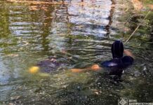 У Дніпрі у штучній водоймі знайшли тіло чоловіка