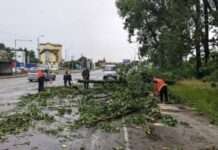 У Львові негода повалила близько 100 дерев та пошкодила дахи – Садовий