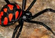 Зміни в кліматі: на Дніпропетровщині фіксуються випадки укусів отруйних павуків