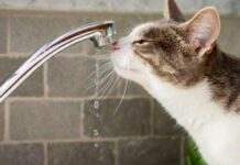 Кам’янчанам відключили воду: що сталося