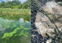 У Дніпровському водосховищі стався мор сомів: подробиці