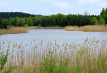 У двох водоймах Дніпроапетровщини виявили бактерії, які можуть викликати гострий кишковий розлад: деталі