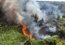 У Запоріжжі рятувальники ліквідували масштабну пожежу на відкритій території