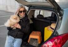 Домашні тварини в авто: у чому небезпека і як їх правильно перевозити