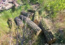 Криворізькі правоохоронці викрили чоловіка, причетного до незаконної вирубки лісу