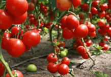 Незвичайний спосіб покращити врожайність томатів: ви про це точно не знали