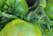 Рятуємо зелені помідори: як допомогти томатам швидше дозріти