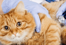 Штучний інтелект навчився розпізнавати біль у котів: як працює функція