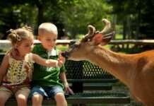 Хто має право обирати прізвище дитині: роз’яснення Мін’юсту