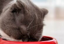 Як часто потрібно годувати кота, щоб підтримувати правильну вагу