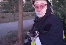 Заліз на дерево і не міг спуститися: надзвичайники Запоріжжя врятували котика