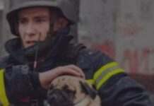 Надзвичайники Запоріжжя врятували песика, який впав у яму