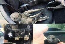 Хвилинка доброти: у Запоріжжі патрульні врятували серпокрильця